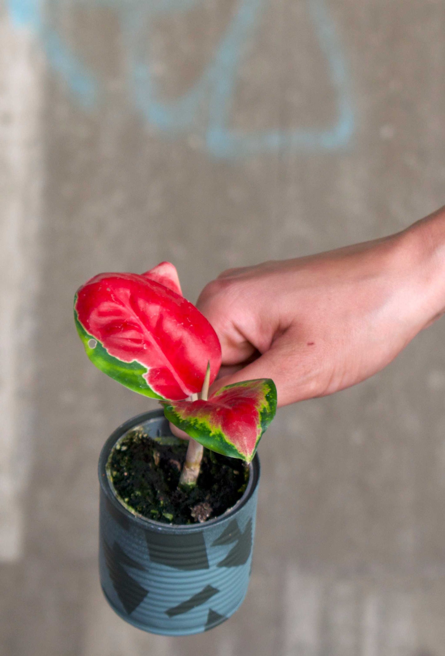 Aglaonema 'Pink Valentine'