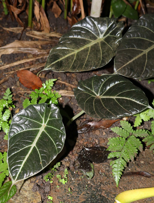Alocasia reginula 'ninja'