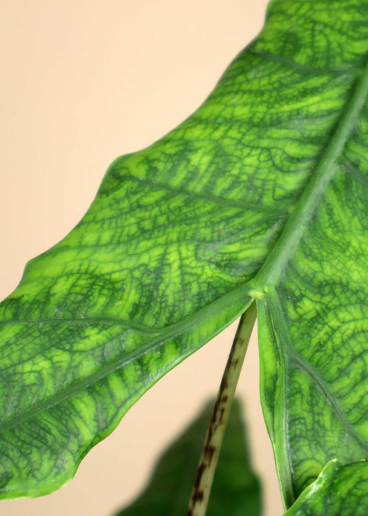 Alocasia zebrina reticulata form