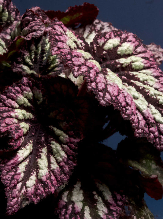 Begonia rex' Fireworks'