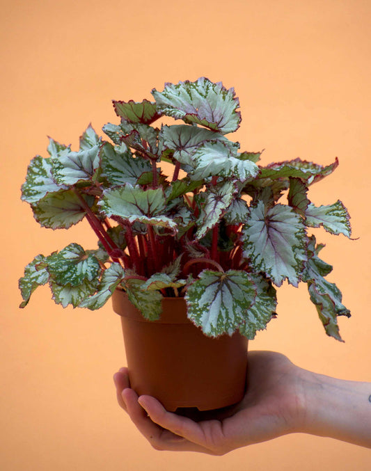 Begonia Rex 'Evening Glow'