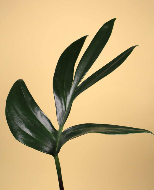 Rhaphidophora decursiva