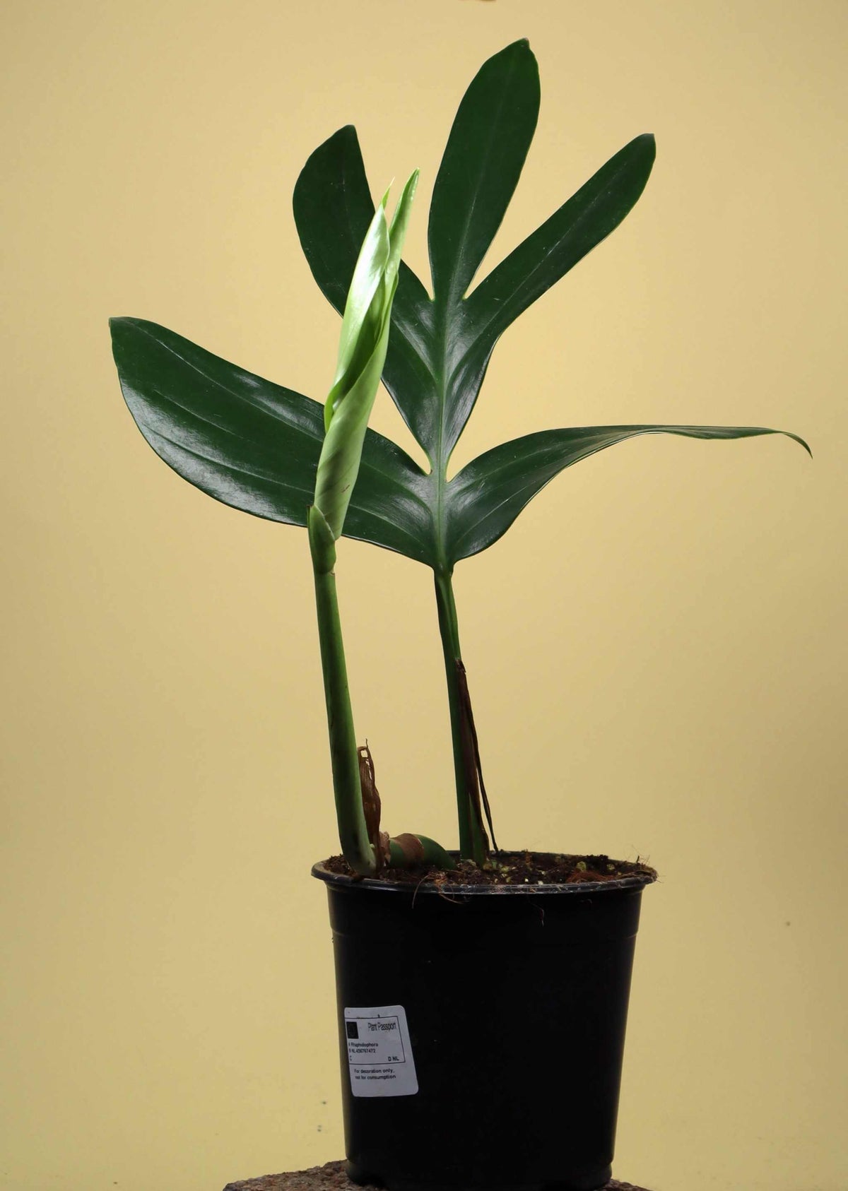 Rhaphidophora decursiva