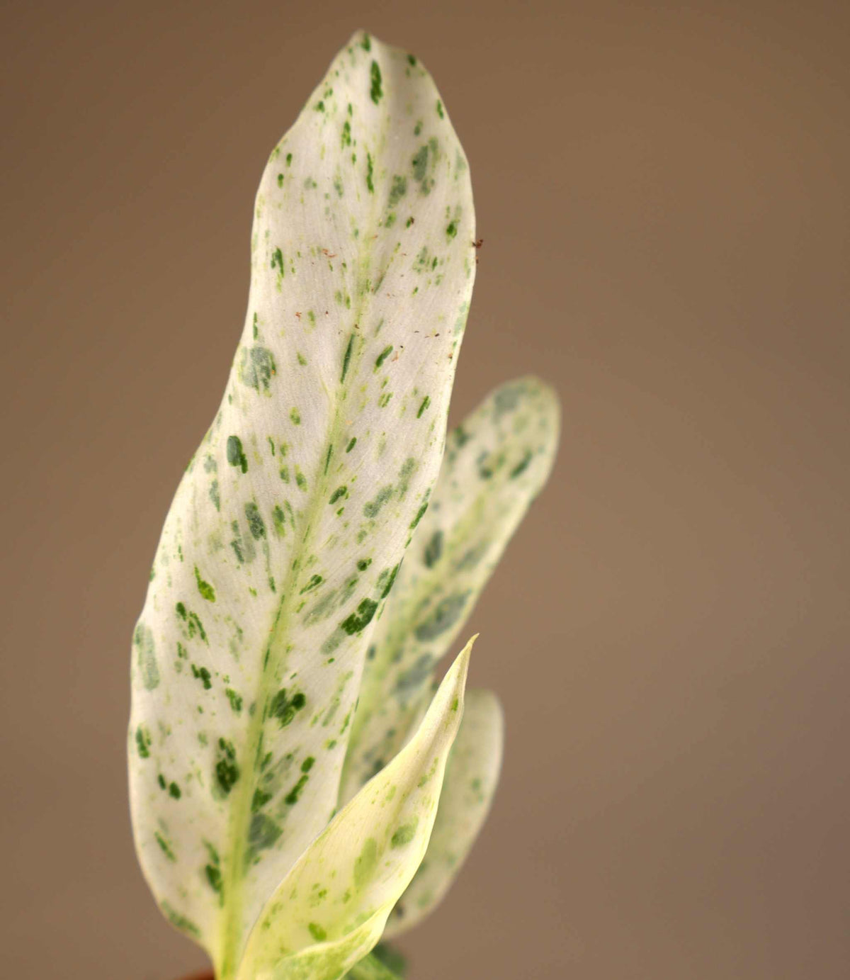 Rhaphidophora puberula variegata