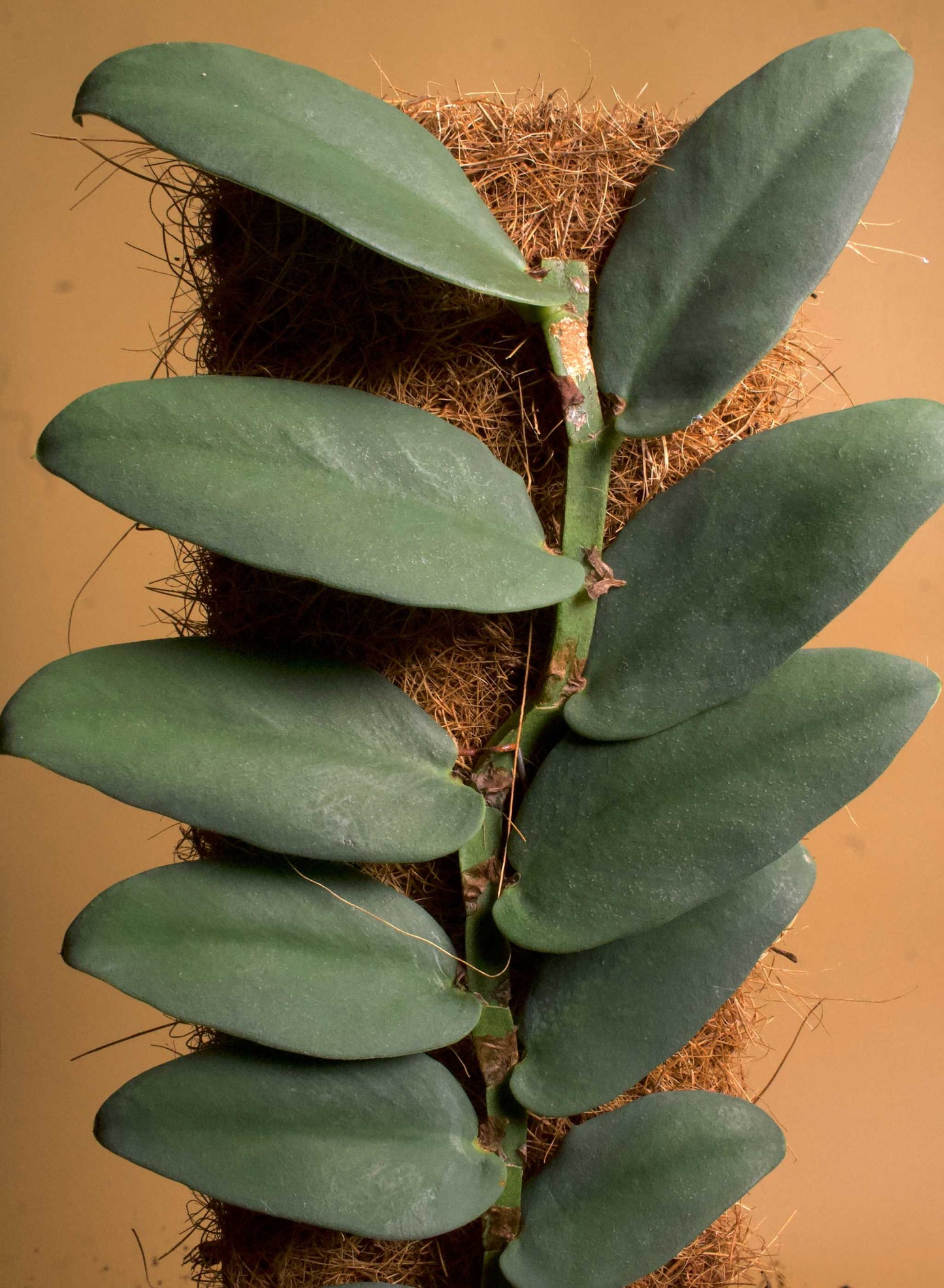 Rhaptidiphora tenuis