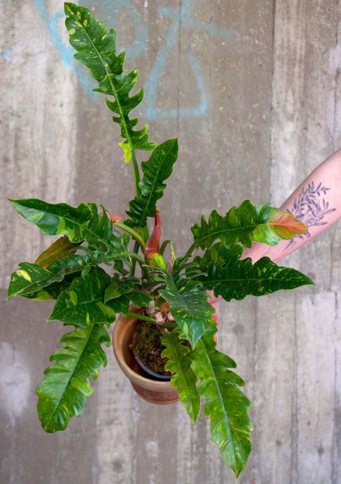 Philodendron 'Ring of Fire'