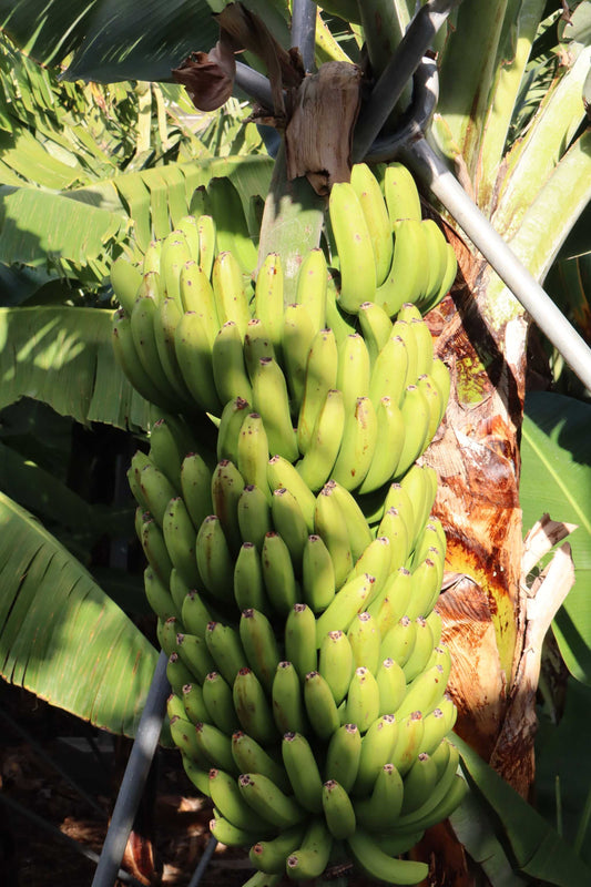 Bananplanta Cavendish 'Robusta' Ätbar