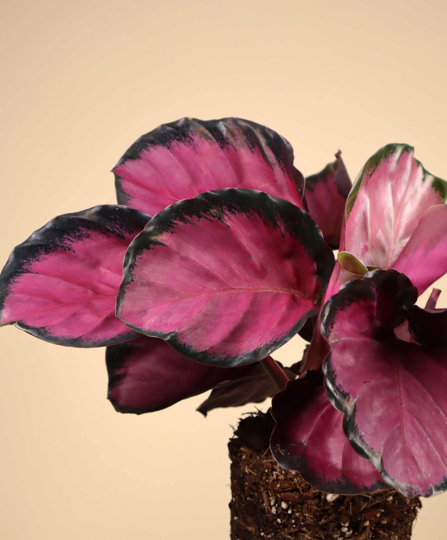 Calathea roseopicta
