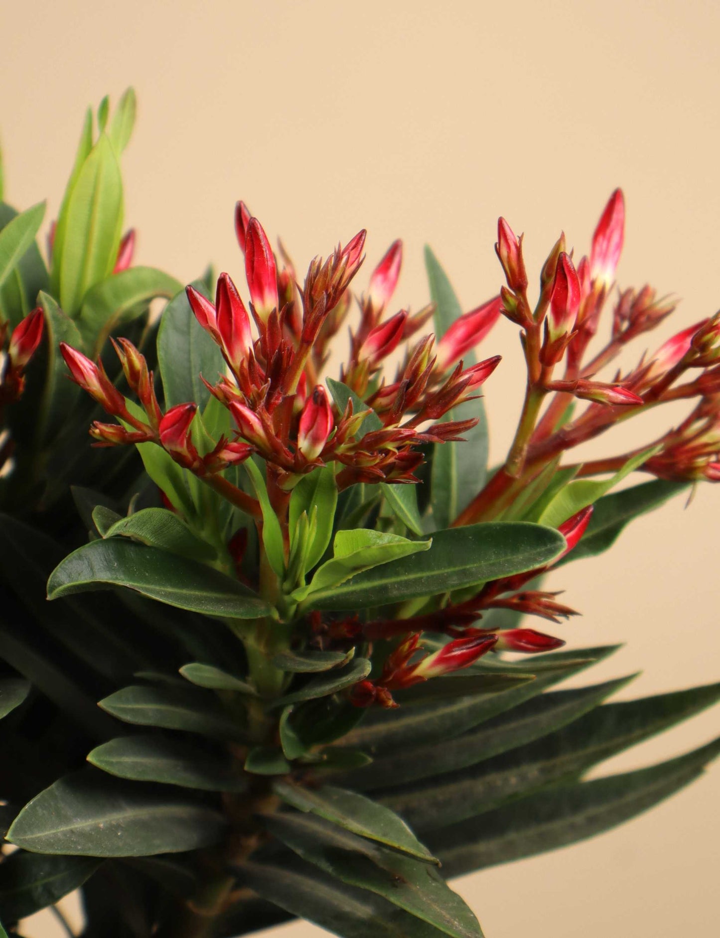 Oleander