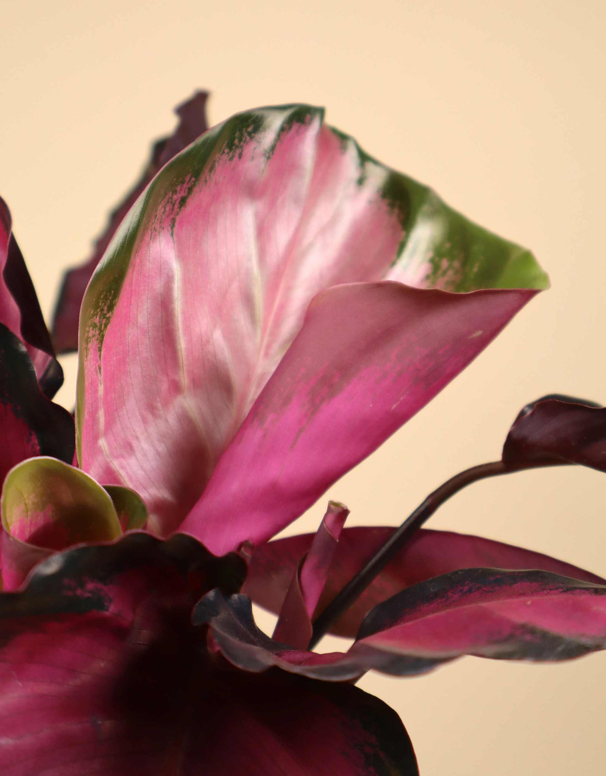 Calathea roseopicta