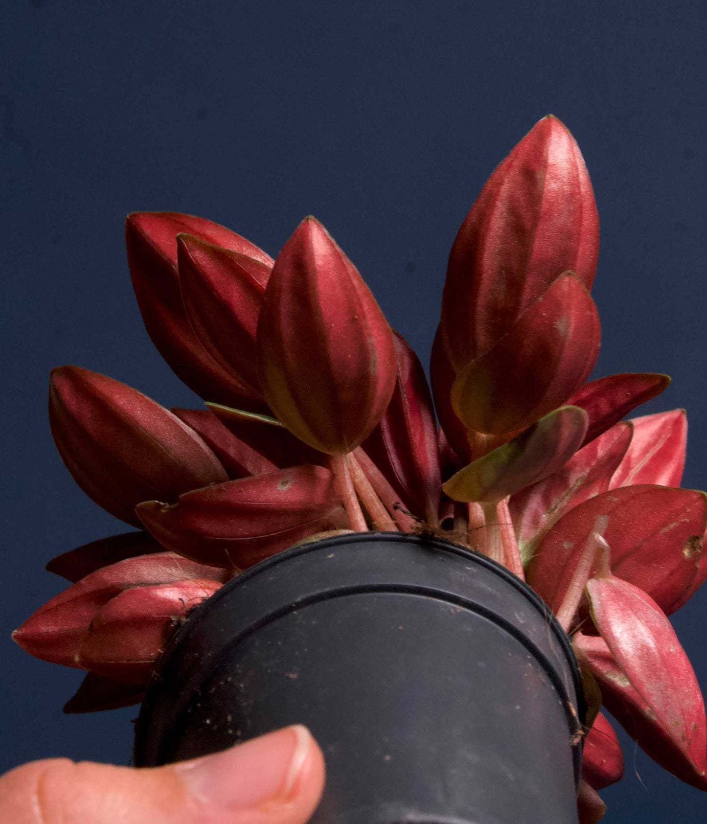 Peperomia caperata 'Rosso'
