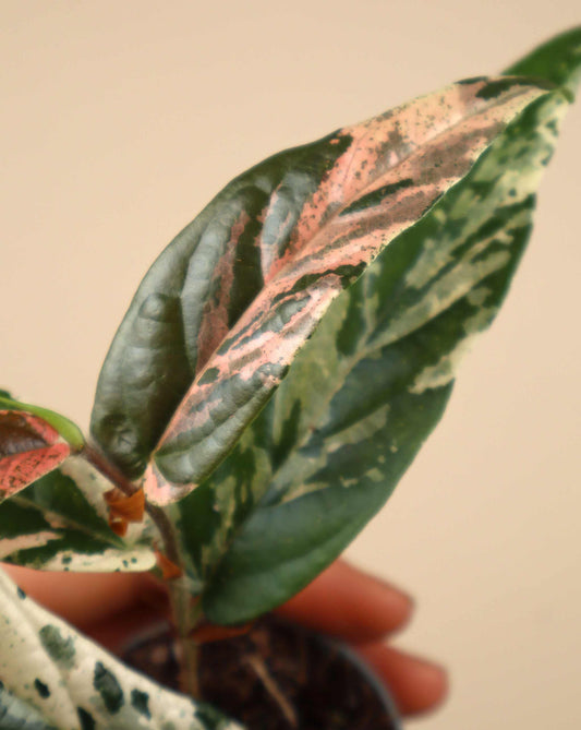 Ficus sagittata 'pink variegata'