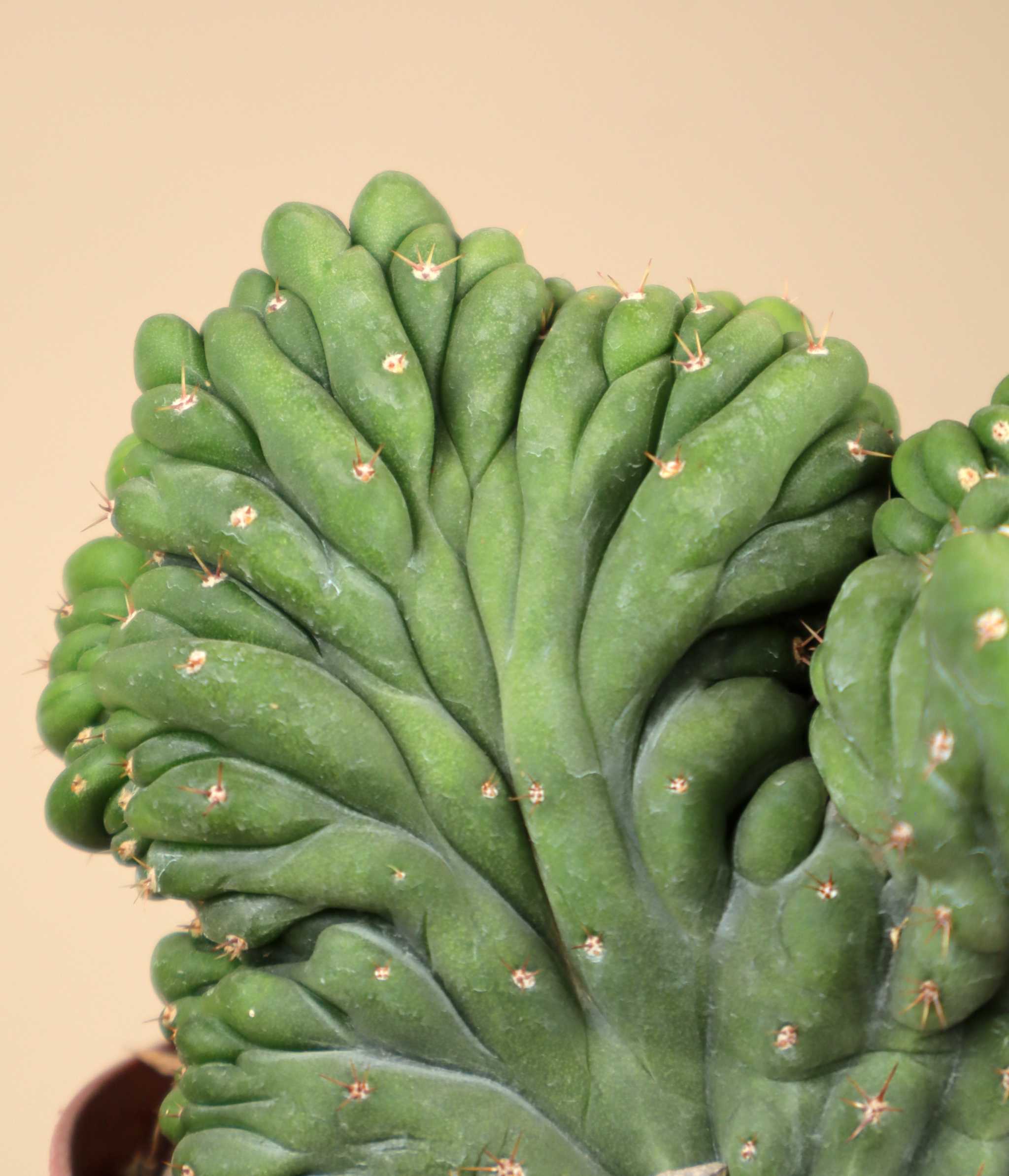 San Pedro Cactus 'Echinopsis pachanoi'