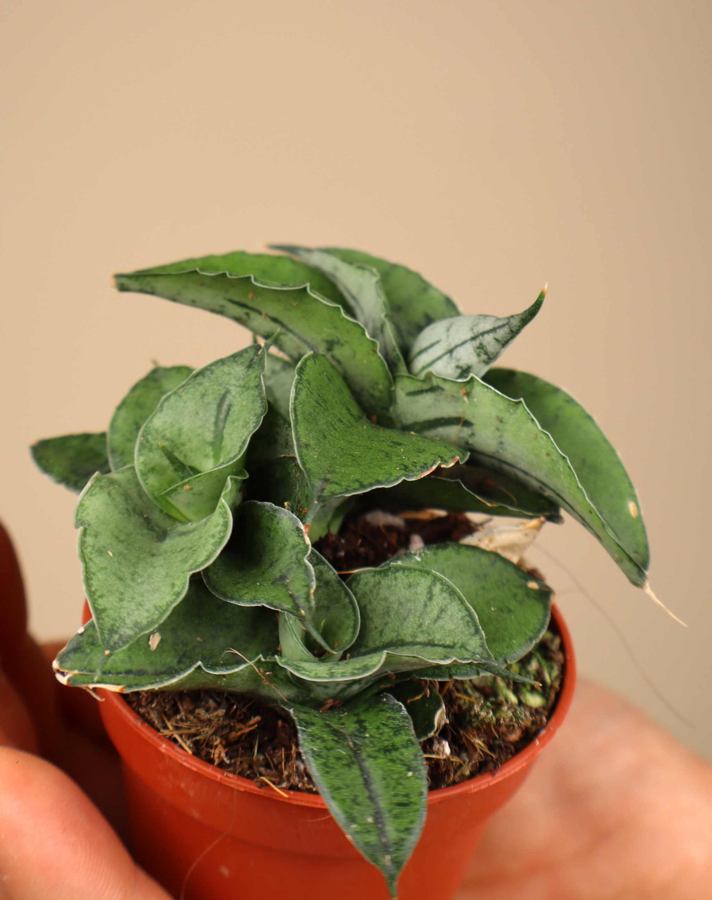 Sansevieria x 'Rookie'