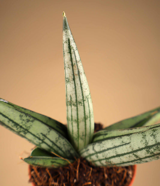 Sansevieria x 'Rookie'