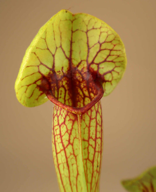 Sarracenia x 'Fon'