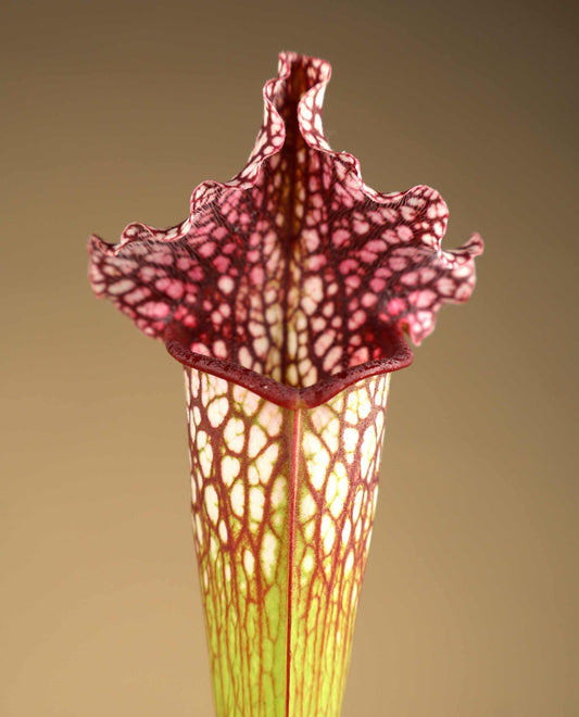Sarracenia leucophylla