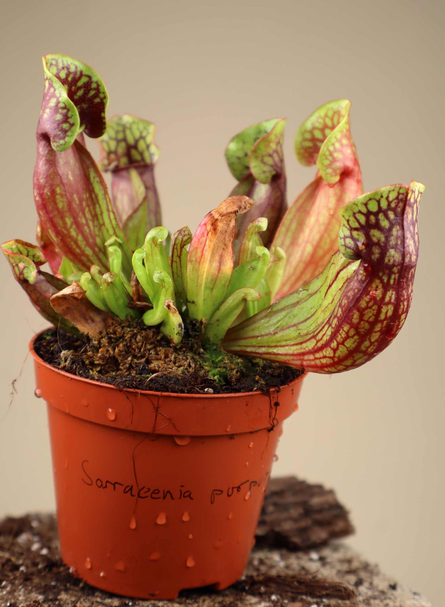 Purple pitcher plant