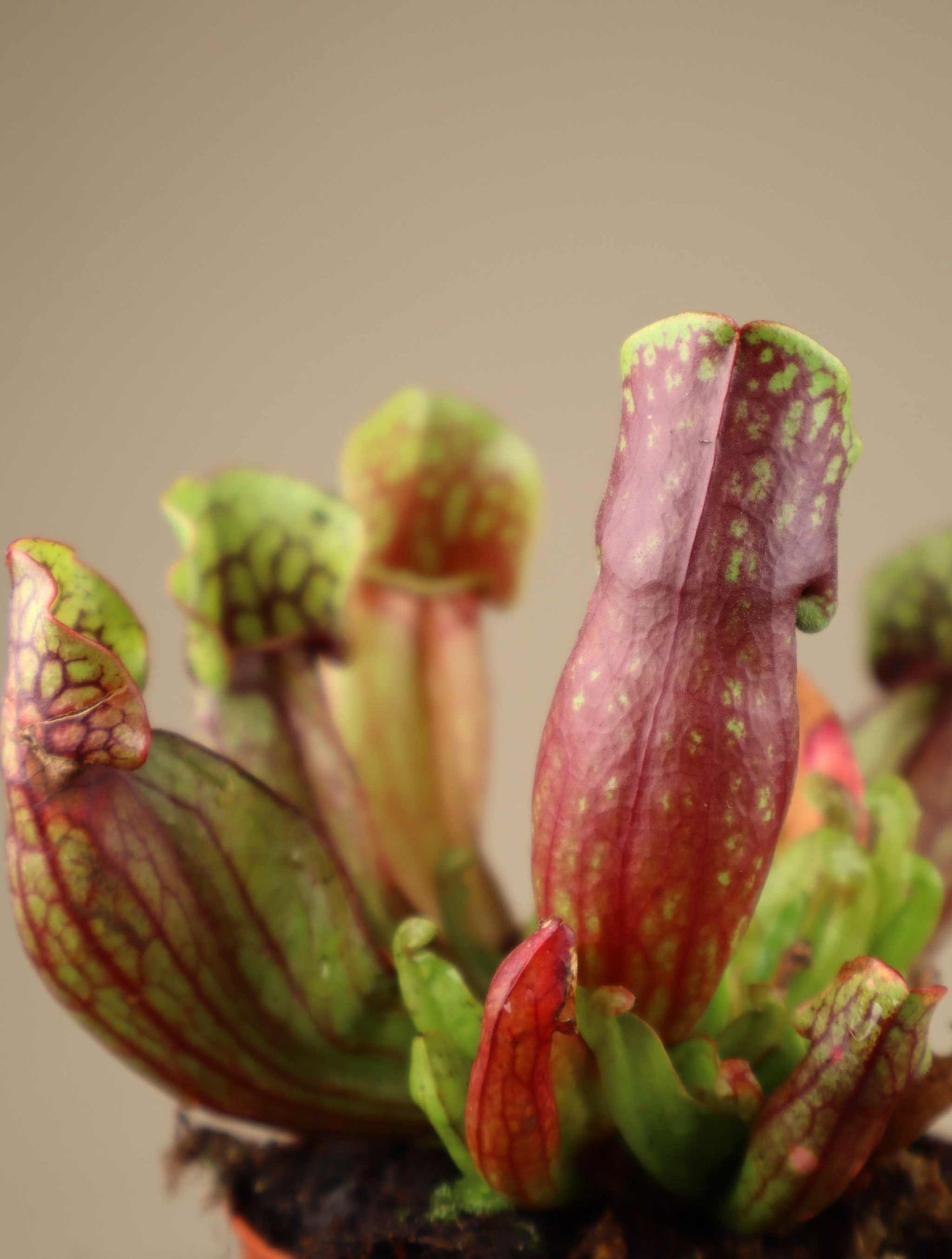 Sarracenia purpurea