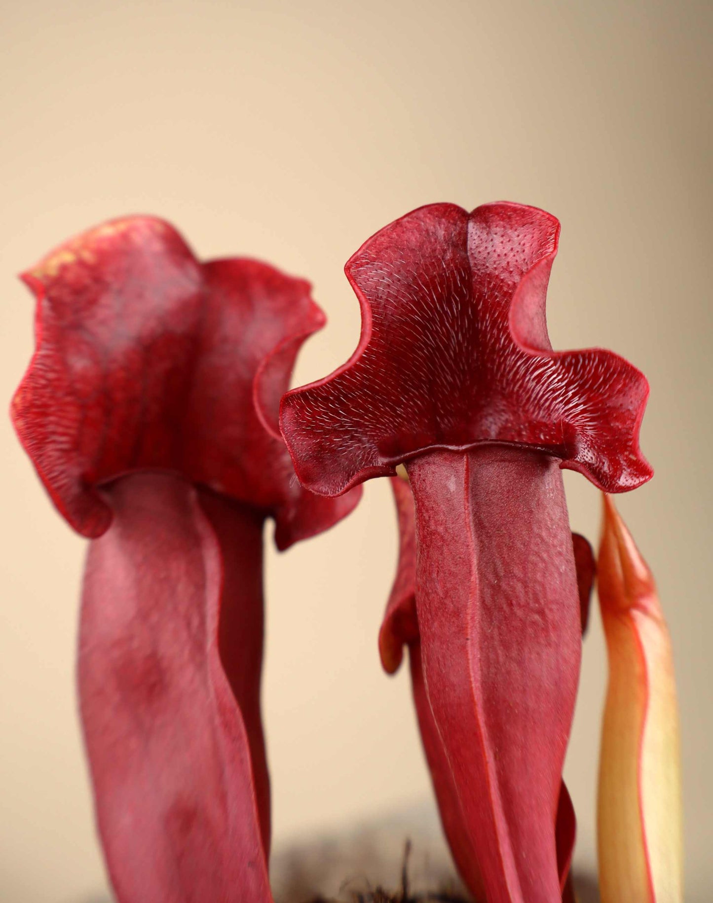 Sarracenia x 'Maroon'