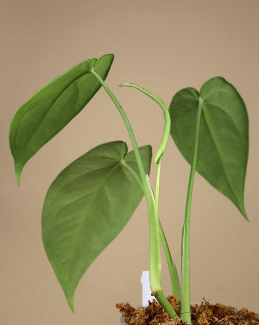 Syngonium chiapense