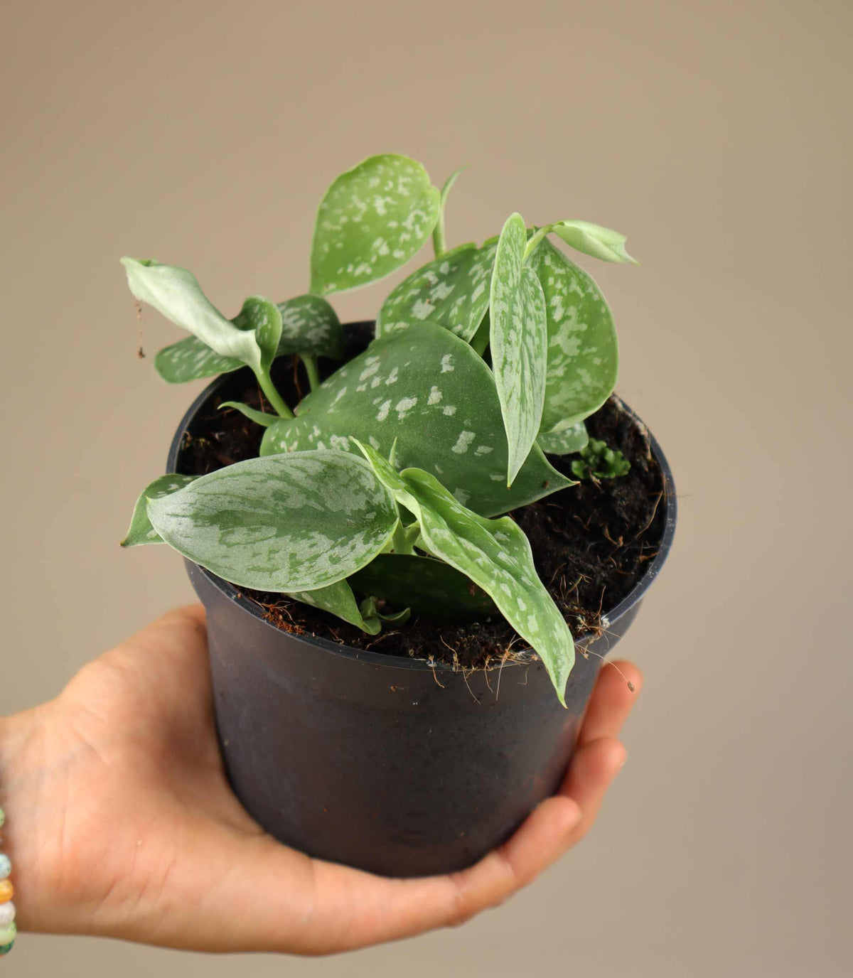 Silberkriechpflanze 'Scindapsus pictus' Argyraeus