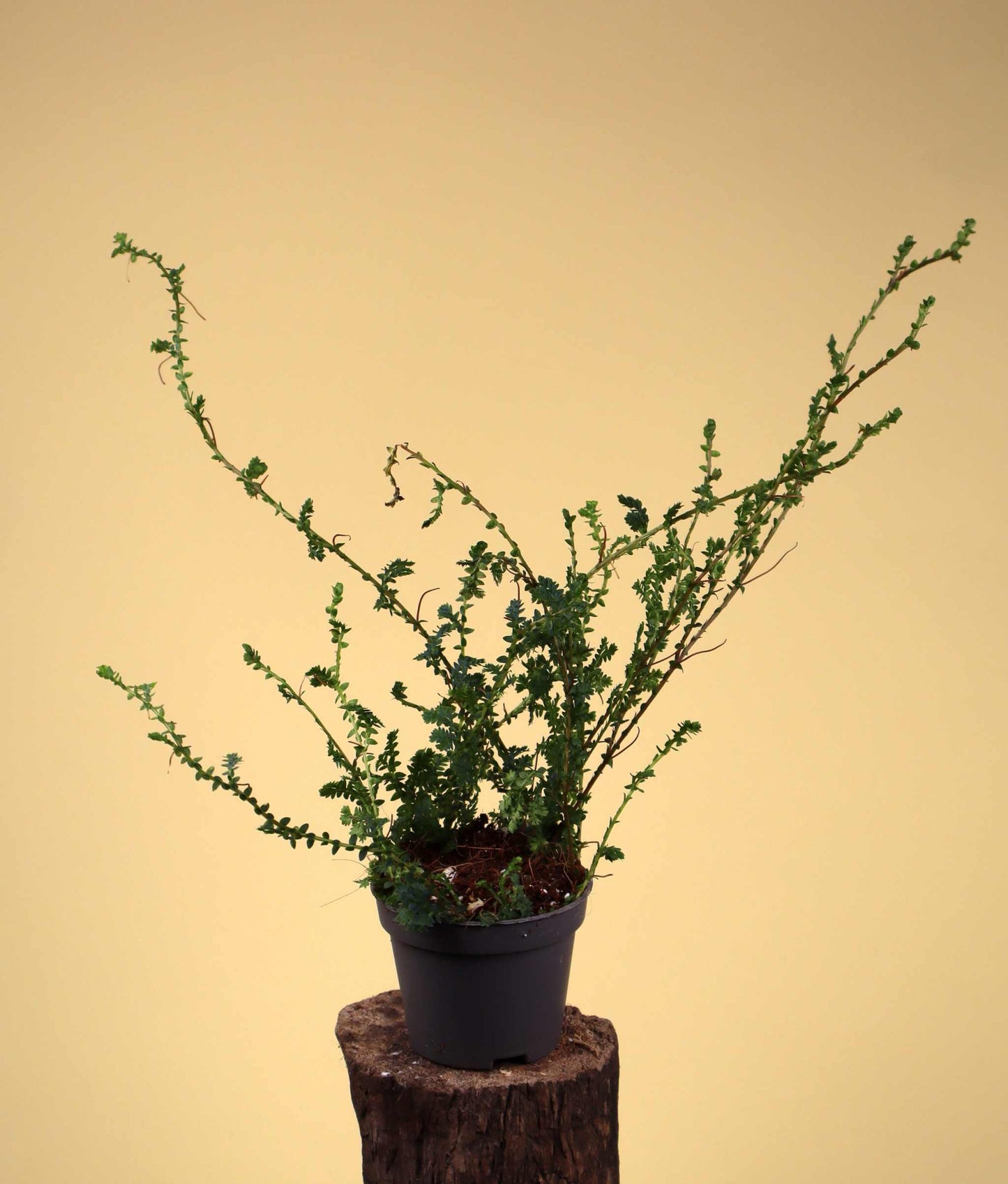 Selaginella uncinata 'Blå mossa'