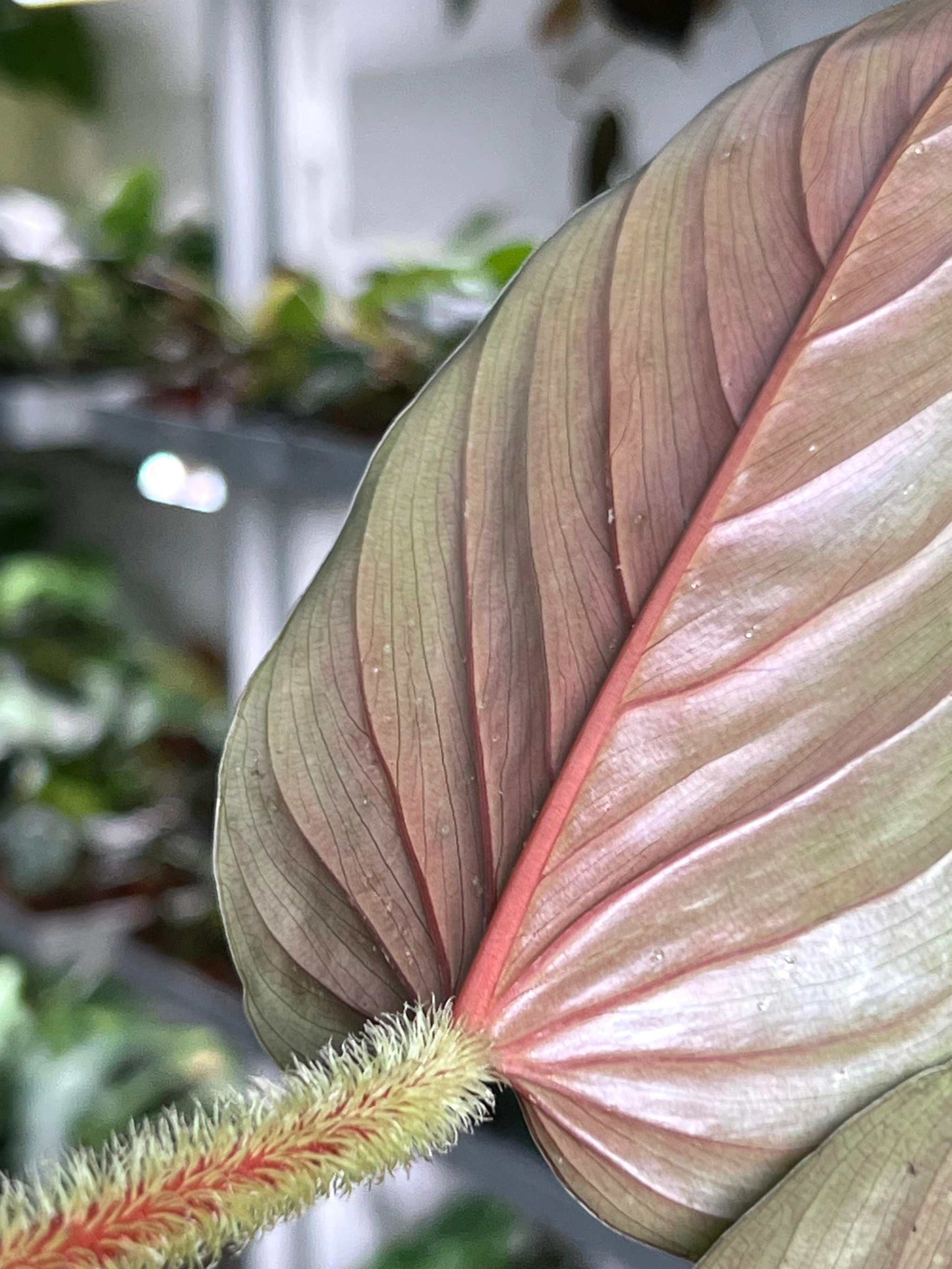 Philodendron serpens