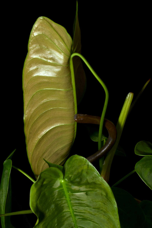 Philodendron sharoniae