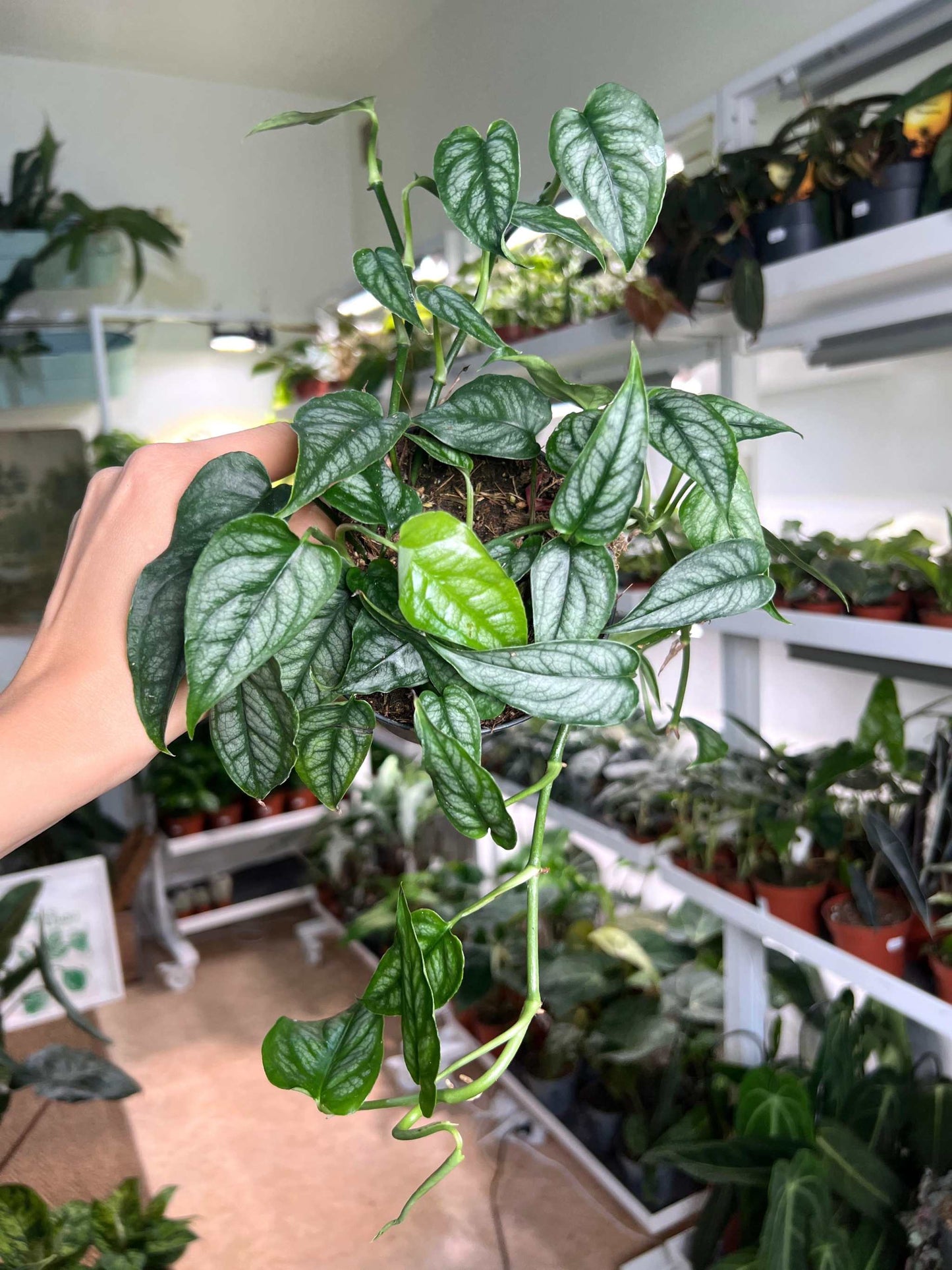 Monstera siltepecana