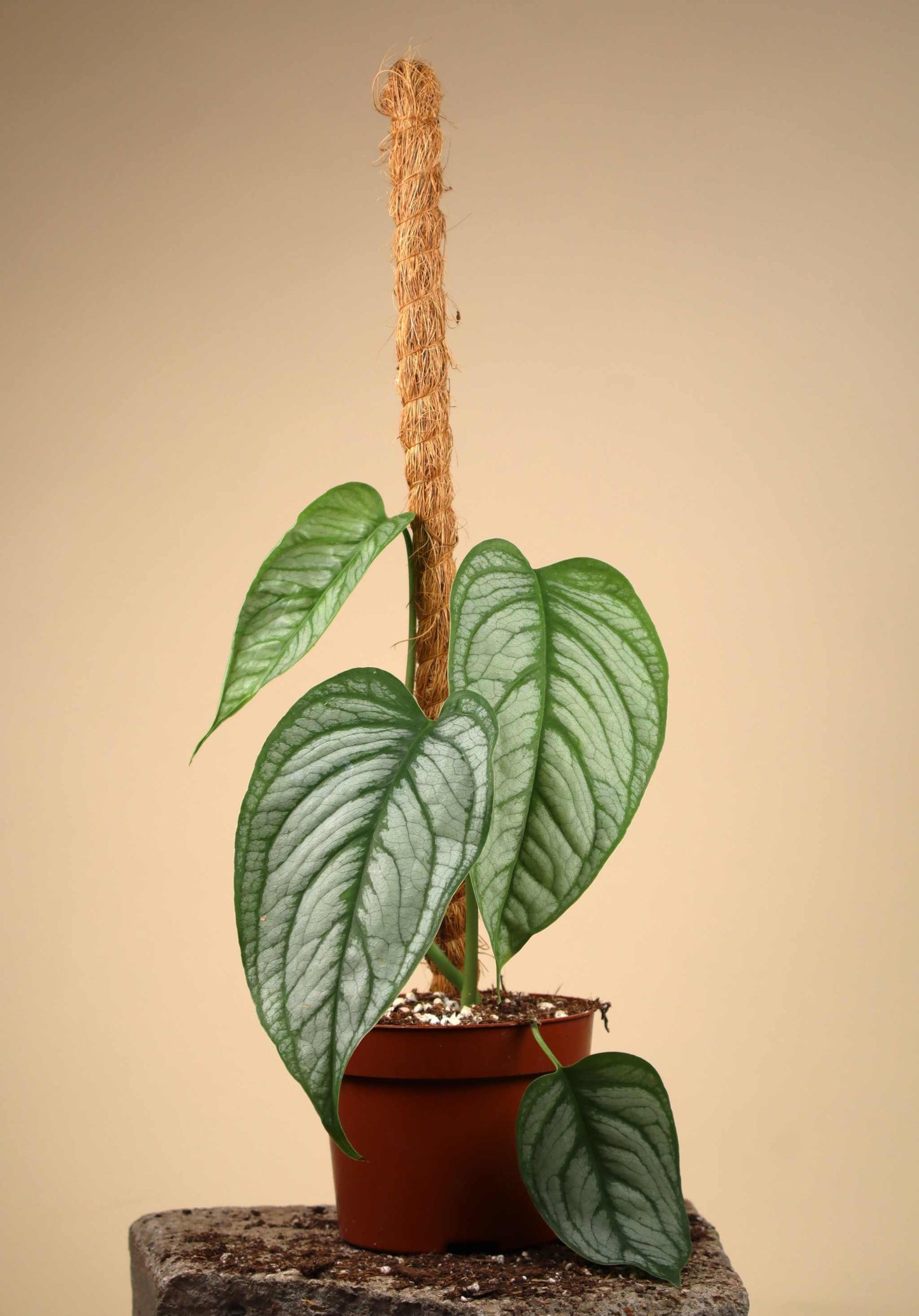 Monstera siltepecana 'El salvador'