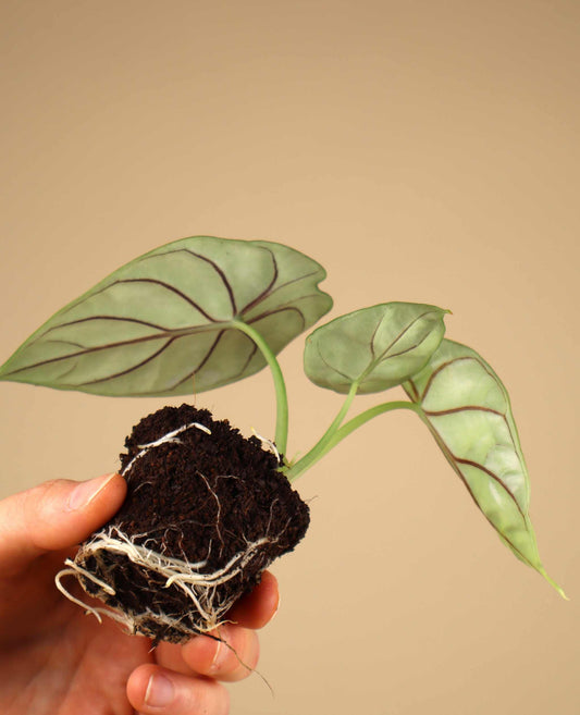 Alocasia baginda 'silver dragon'