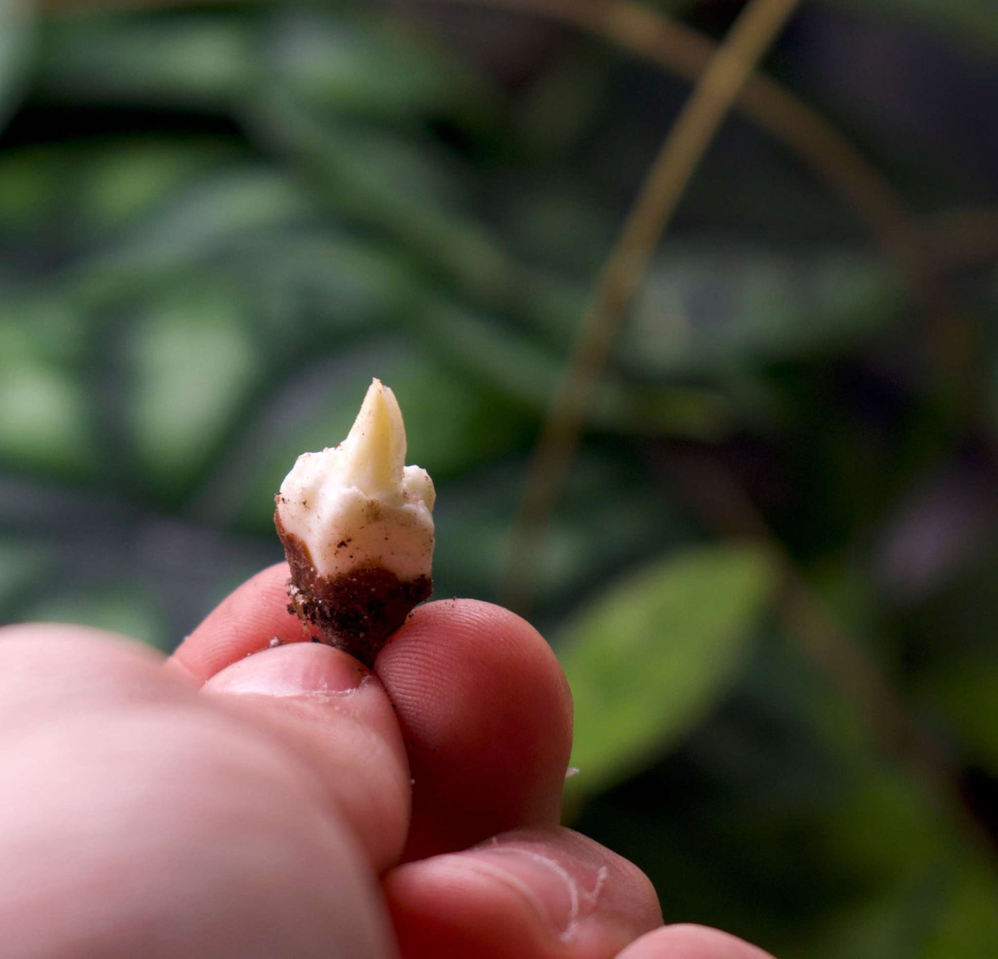 alocasia sinuata corm