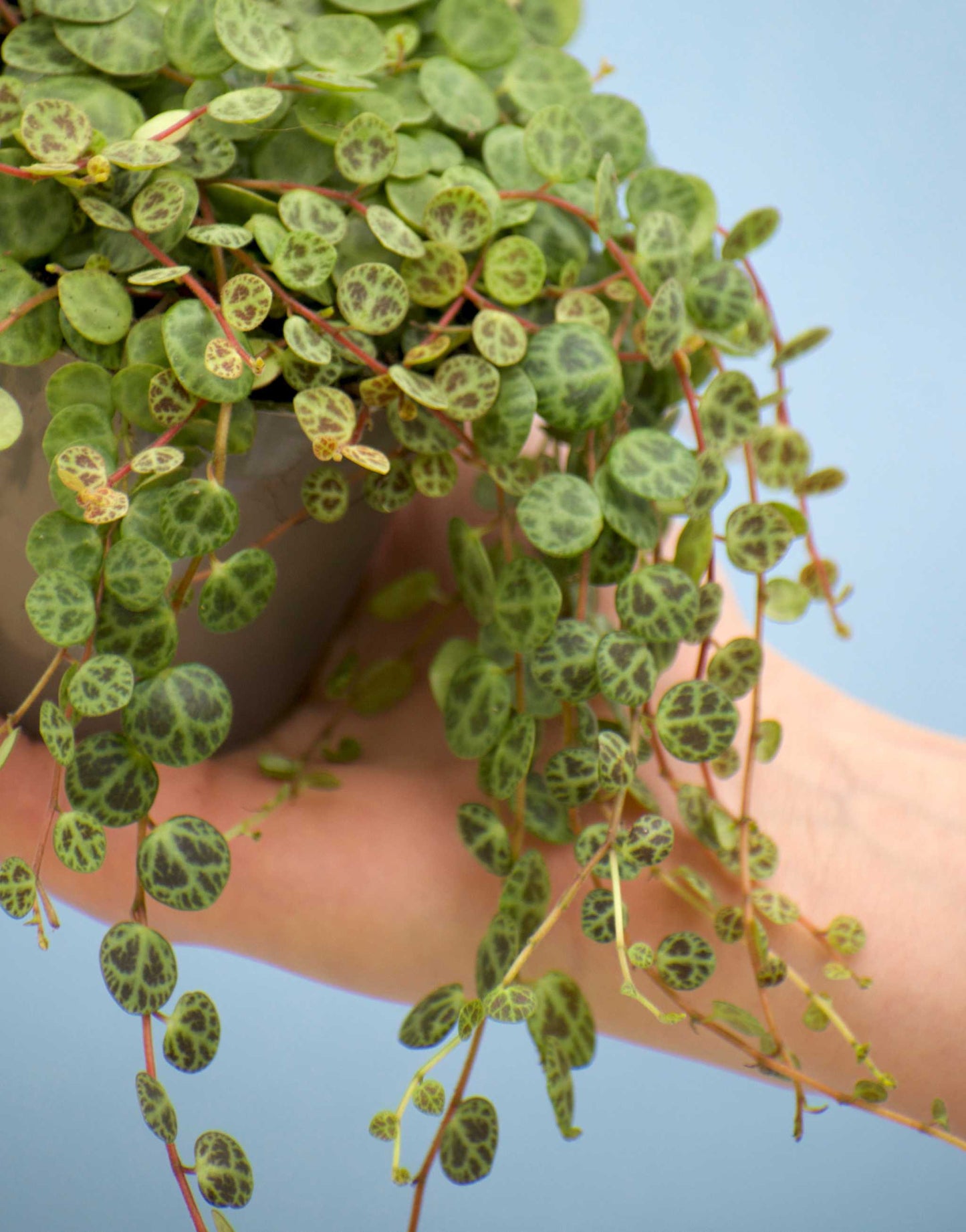 String of turtles 'Peperomia prostrata'