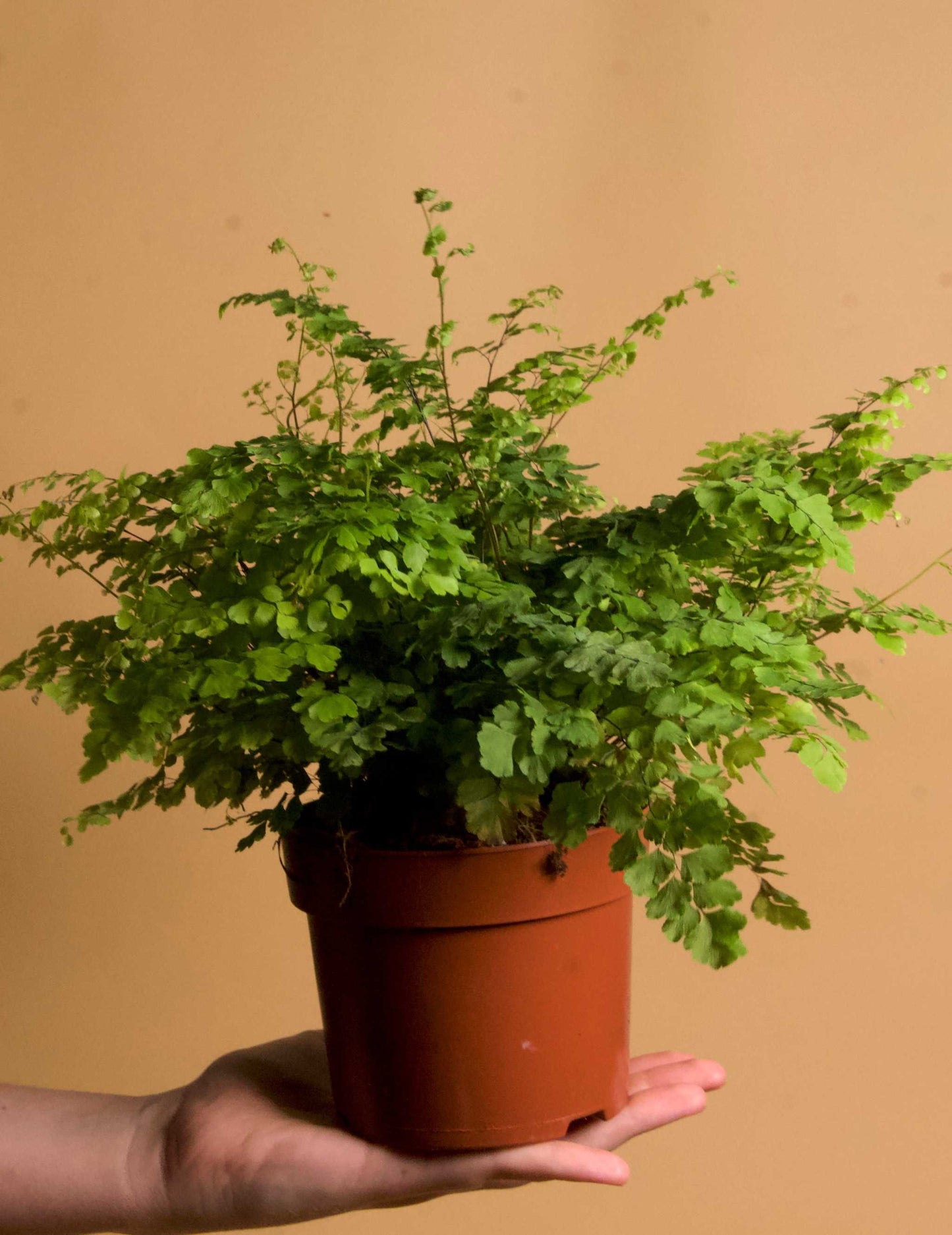 Adiantum raddianum 'snittradianum'