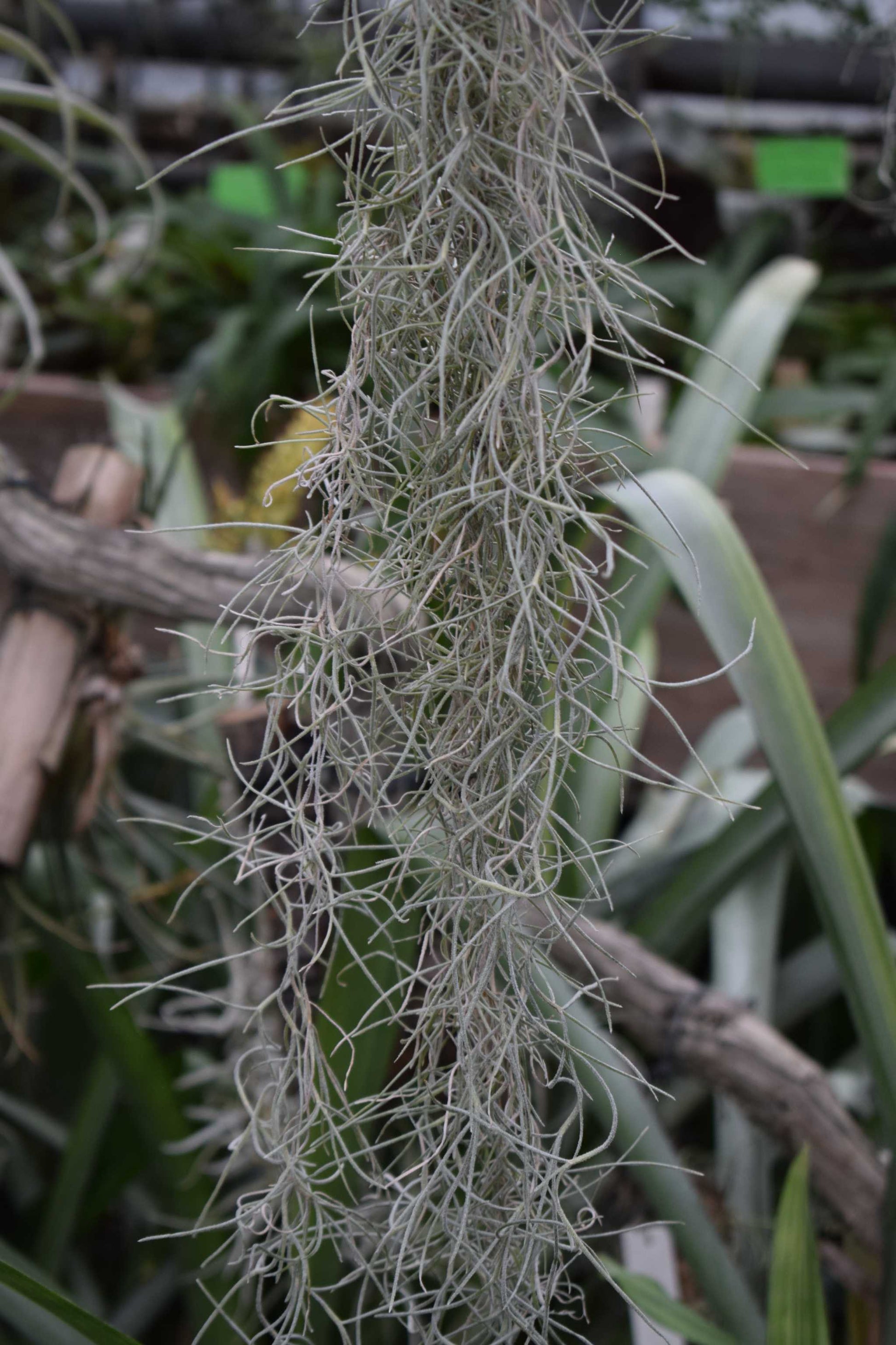 spansk mossa tillandsia usneoides