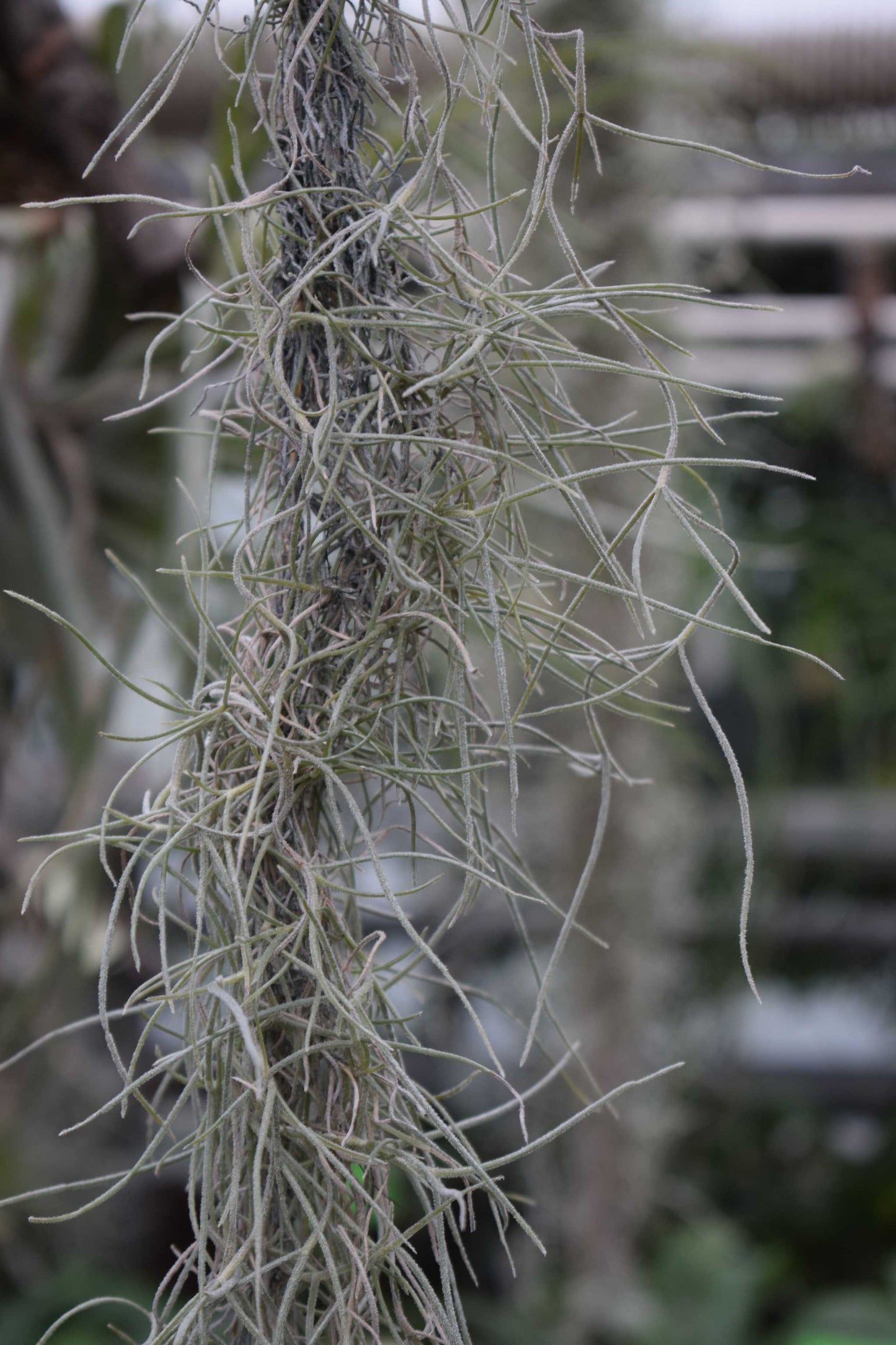 spansk mossa tillandsia usneoides