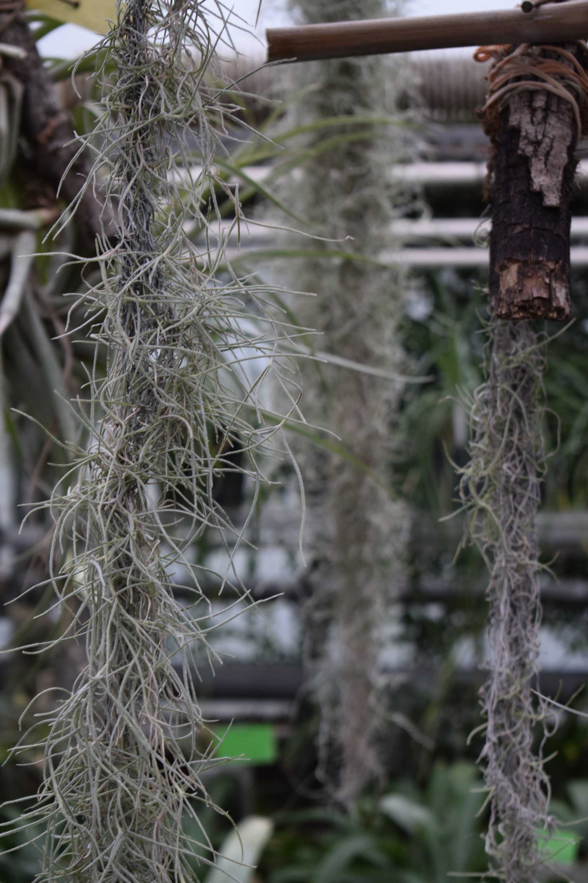 spansk mossa tillandsia usneoides