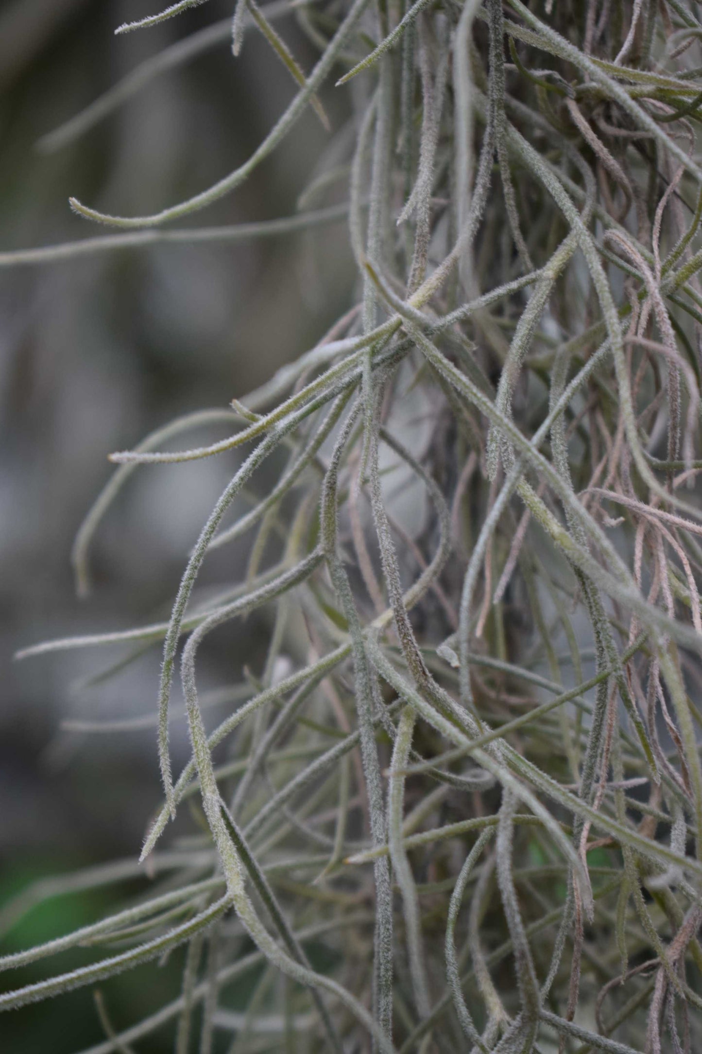 spansk mossa tillandsia usneoides