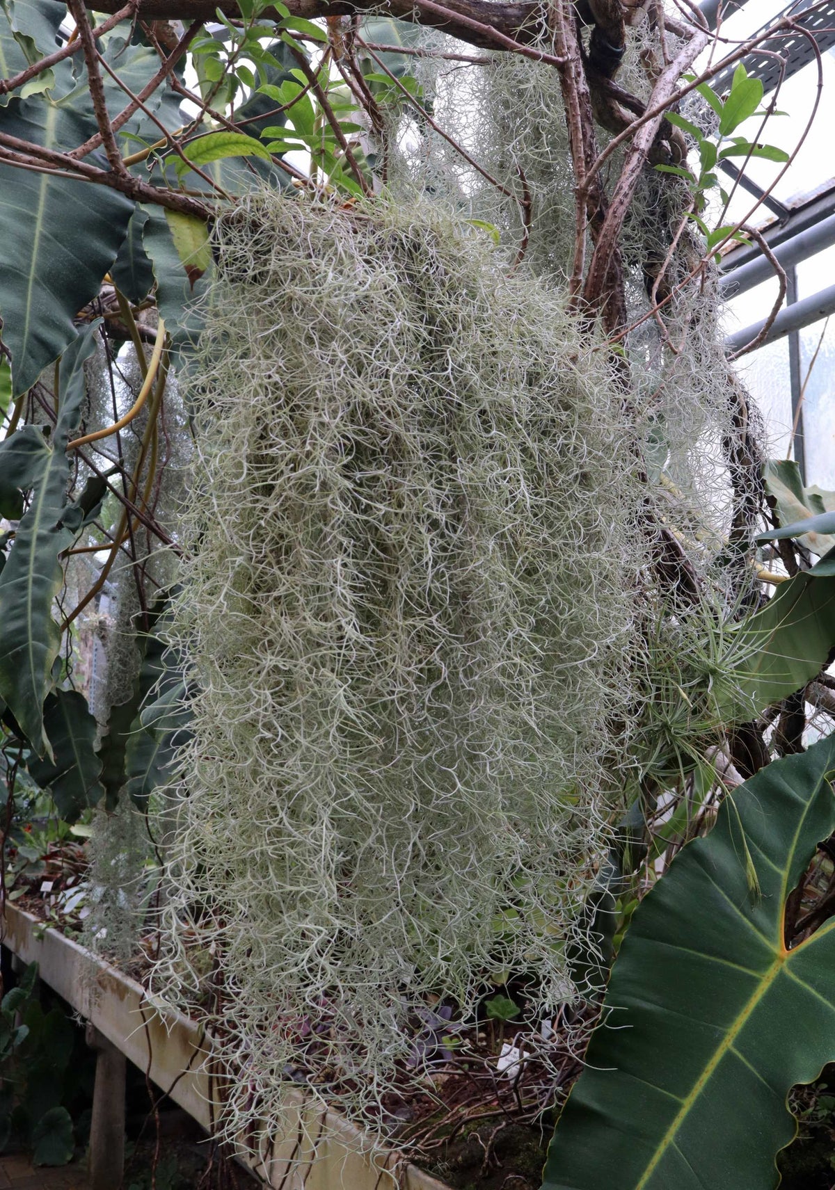 Tillandsia usneoides 'Spansk mossa'