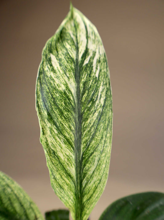 Spathiphyllum 'Sensation' Variegata | Variegerad Fredskalla