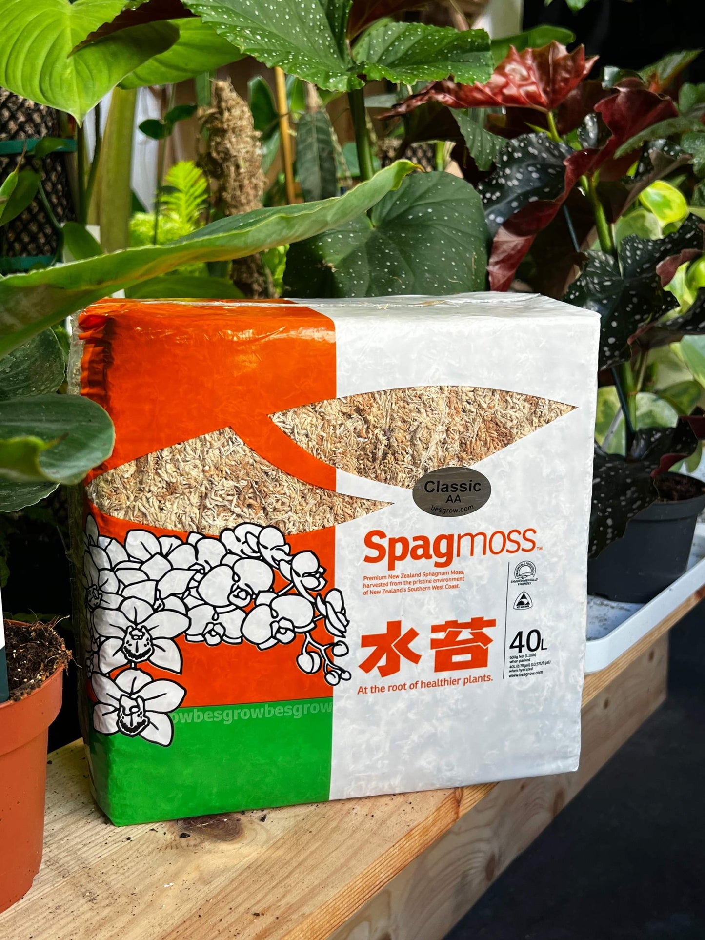 Sphagnummossa
