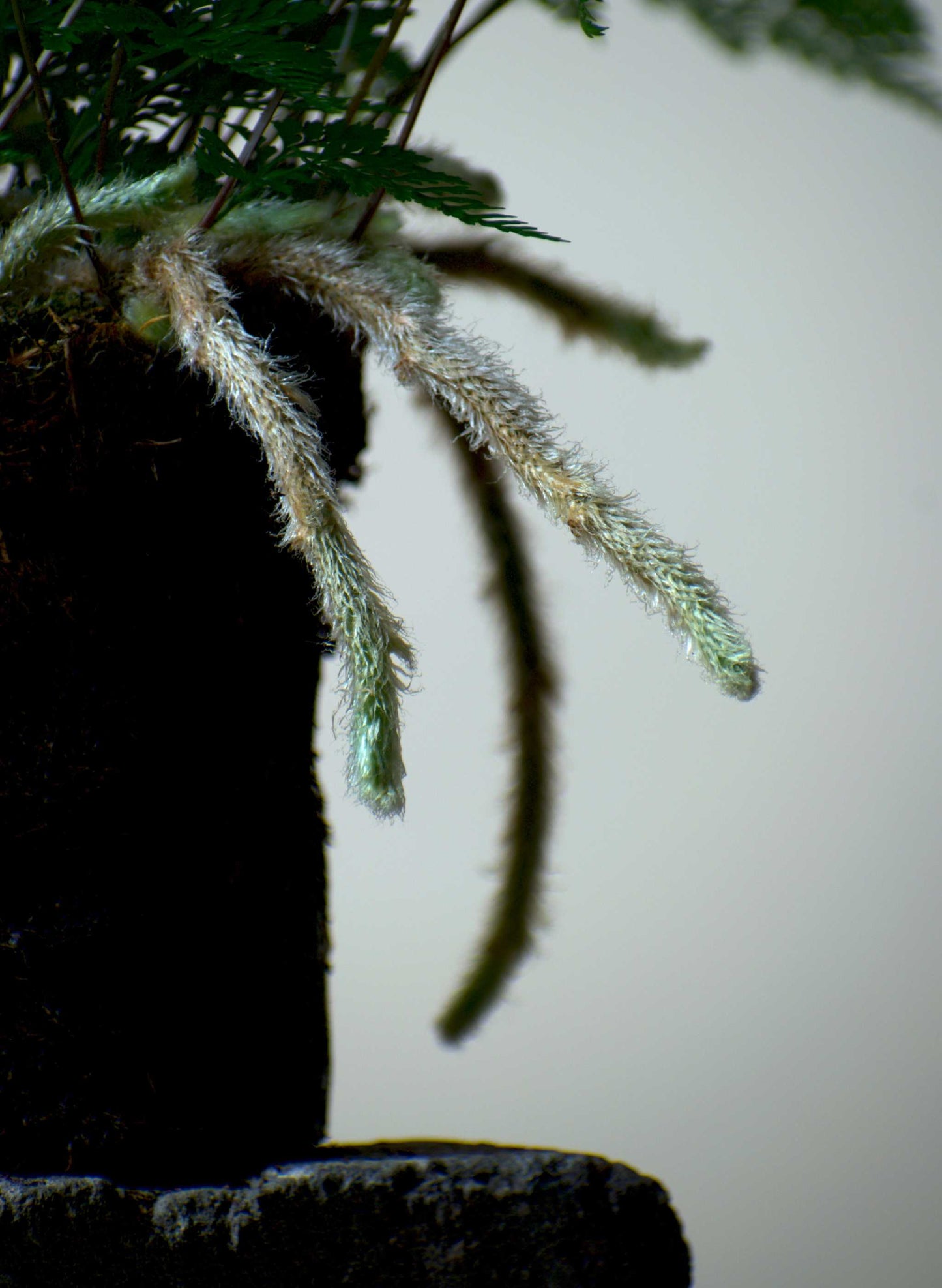 Humata tyermannii 'Spindelbräken'