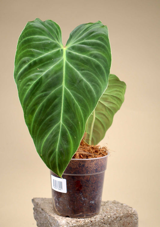Philodendron splendid (verrucosum x melanochrysum)