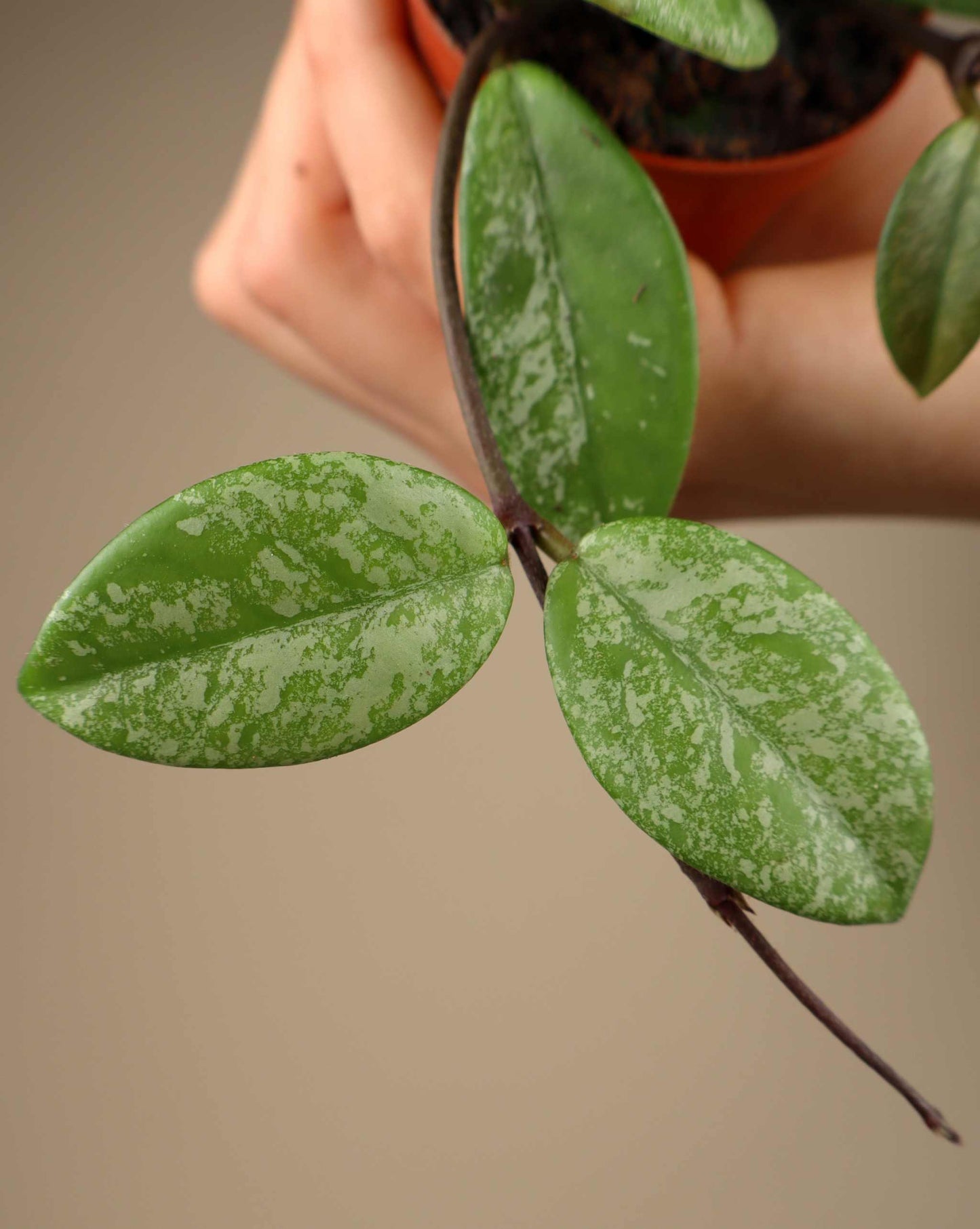 Hoya carnosa 'stardust'