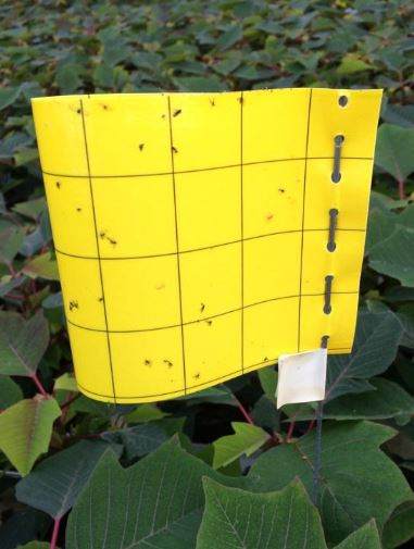 Insektsfällor (Klisterskivor)