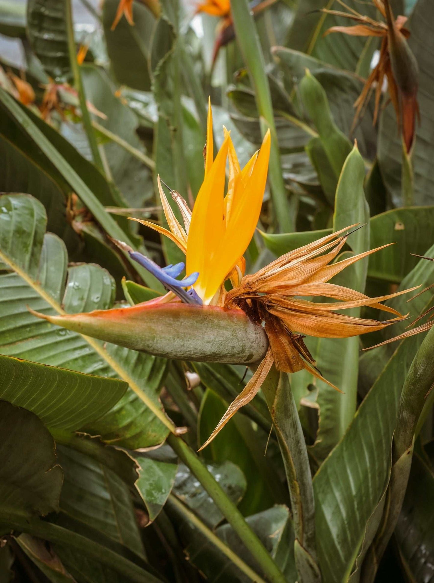 Papegojblomma 'Strelitzia reginae'