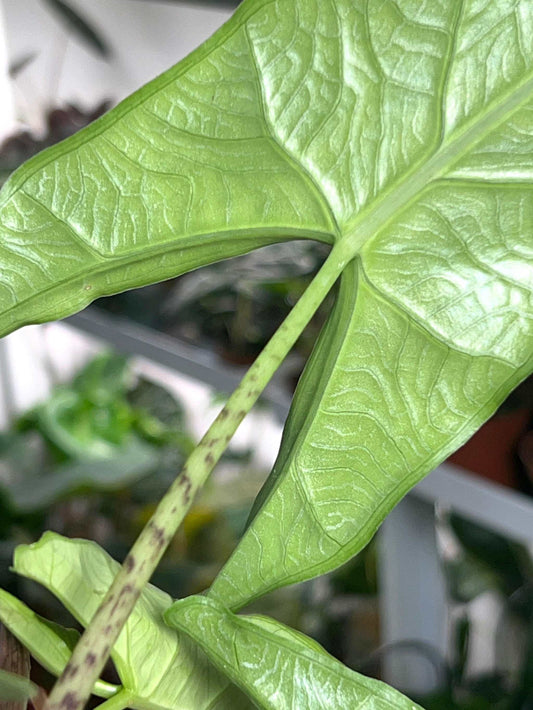 Alocasia sp. sulawesi 'green carpet'