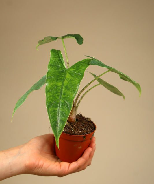 Alocasia sp. sulawesi 'green carpet'