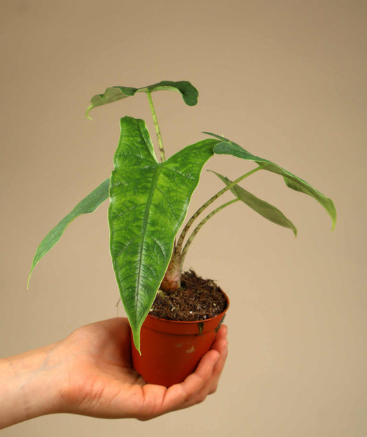 Alocasia sp. sulawesi 'green carpet'